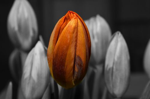 orange tulip flower