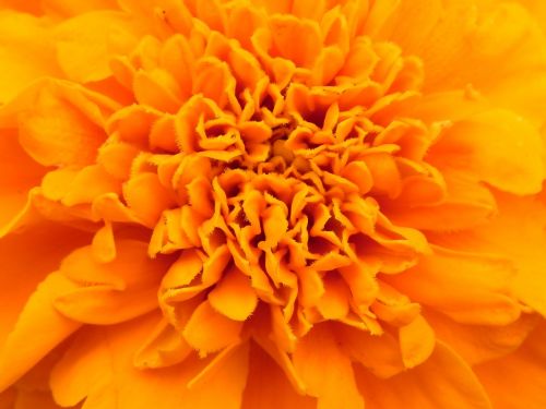 orange flower blossom
