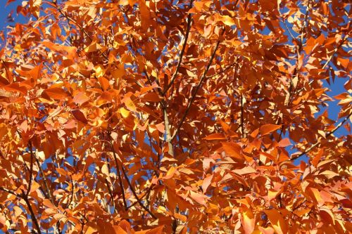 orange autumn leaves