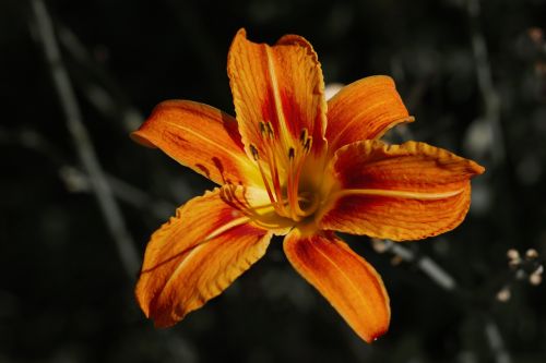 orange flower yellow