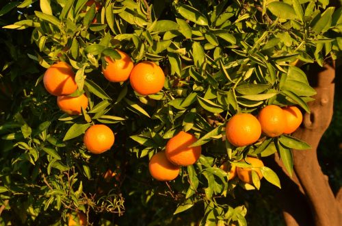 orange fruit tree