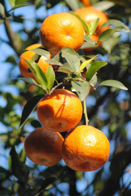 orange bunch fruits