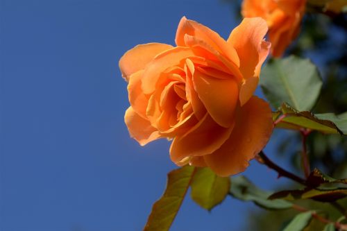orange rose blossom