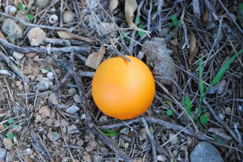 orange valencia nature