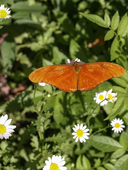 orange butterfly nature