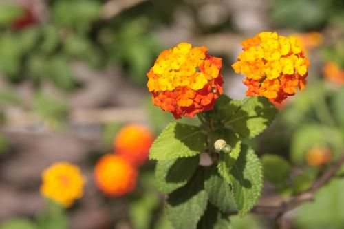 orange flower summer