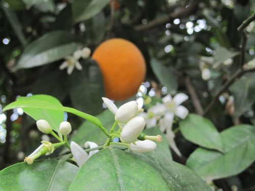 orange orange blossom summer