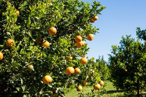 orange production packing