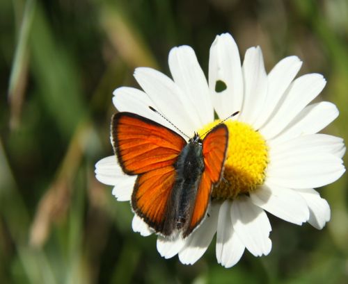 orange nature butterfly