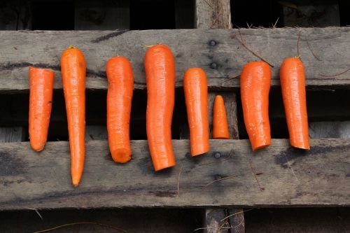 orange wood carrots