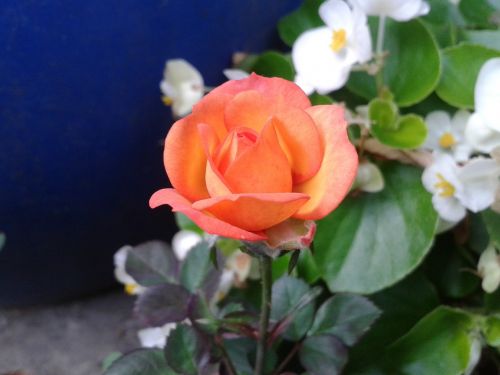 orange rose flower