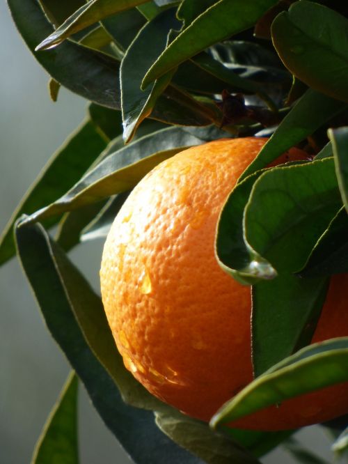 orange naranjo citric