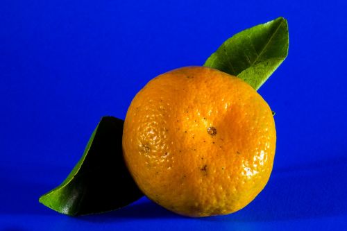 orange mandarin fruit