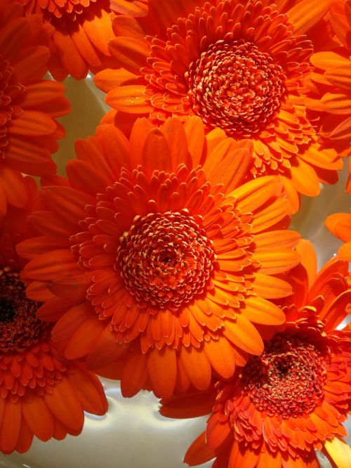 orange flower bouquet