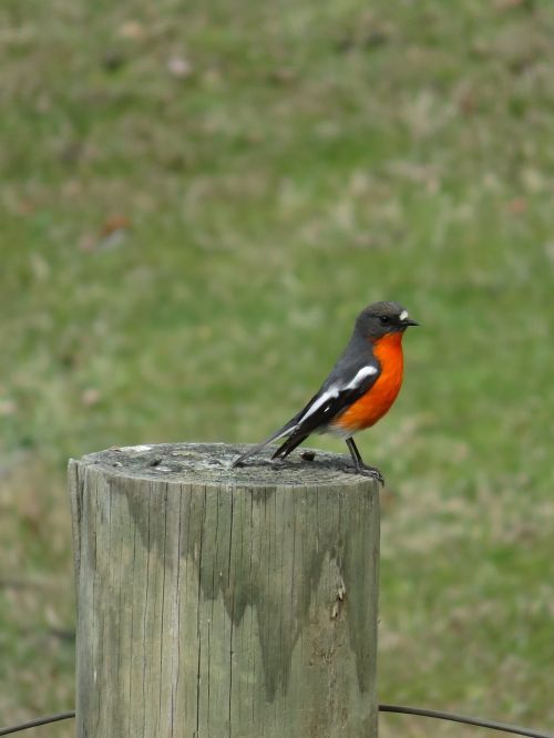orange breasted robin