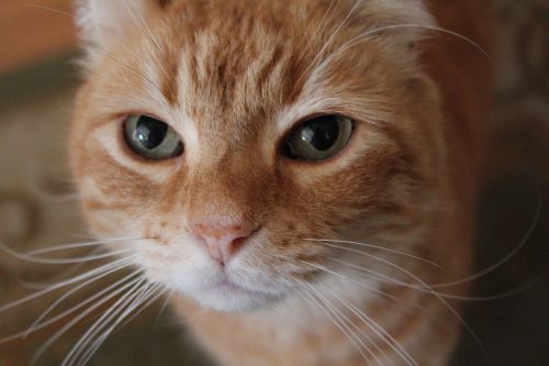 orange cat close-up