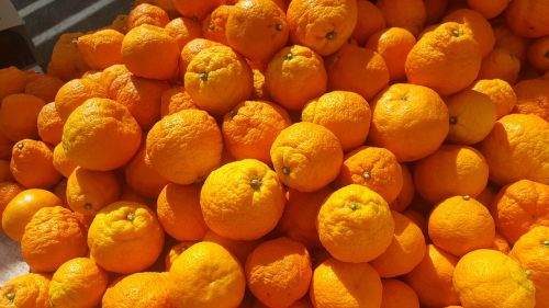 orange california sunshine