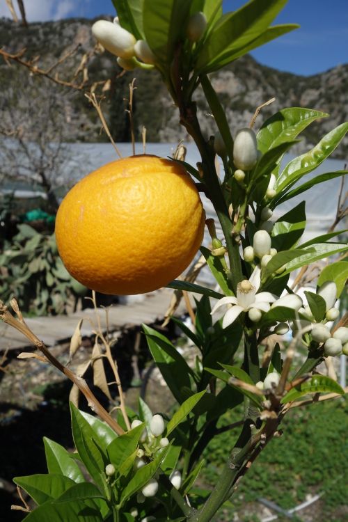 orange flower fruit