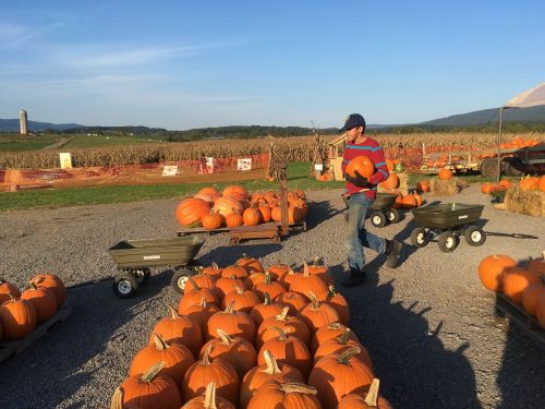 orange pumking field