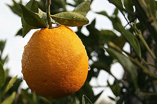 orange citrus tucson arizona