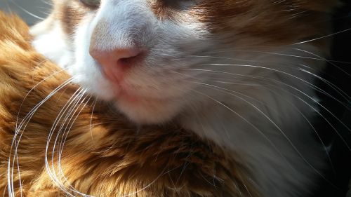 orange cat sun light