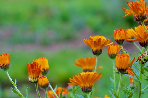 orange flowers focus