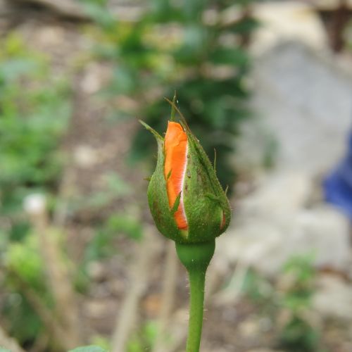 orange rose bud flower