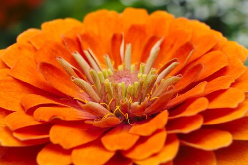 orange flower macro