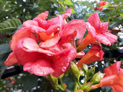 orange red flowers