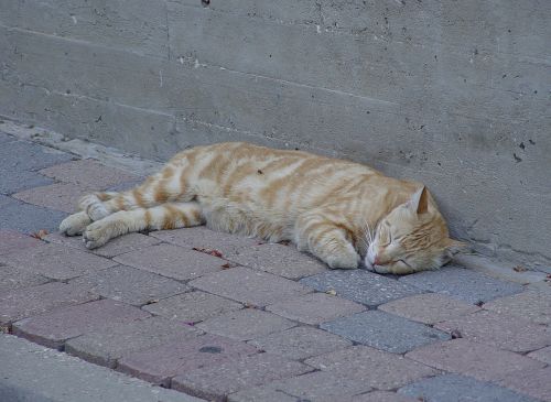 orange cat sleep