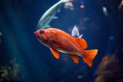 orange fish aquatic