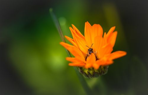 orange flower nature