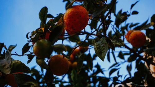 orange fruit tree