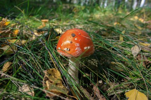 orange mushroom fungus