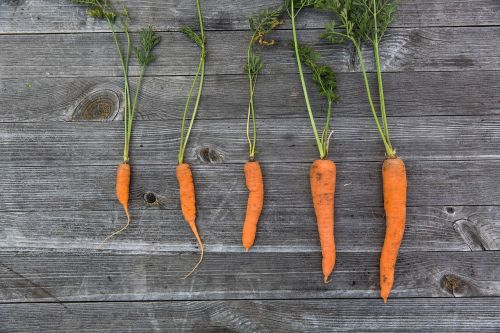 orange carrots vegetables