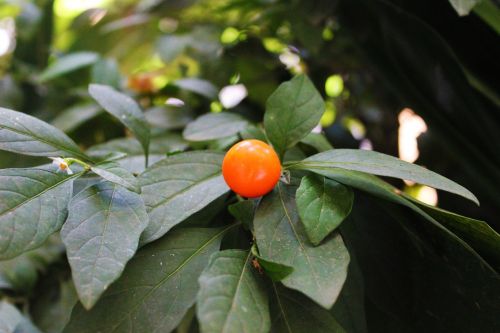 orange green beautiful