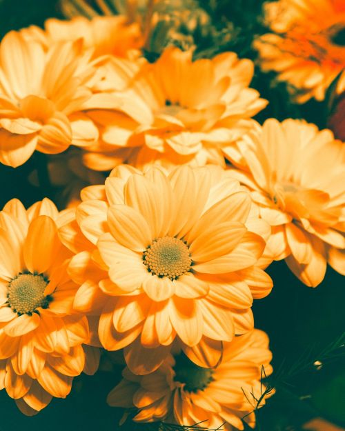 orange flowers garden