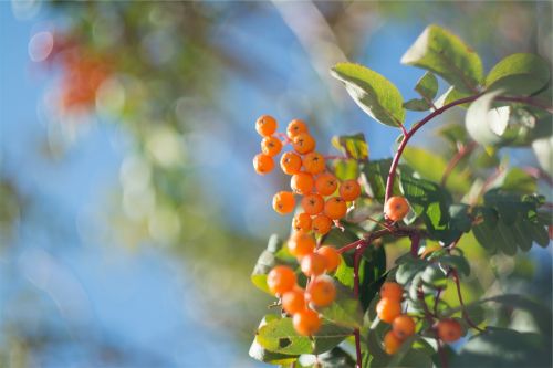 orange berries trees