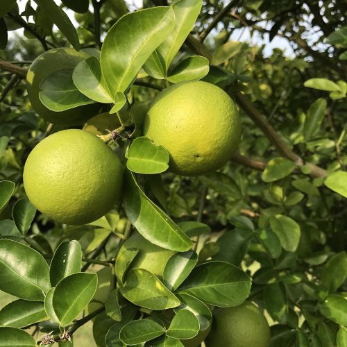 orange fruit fruit tree