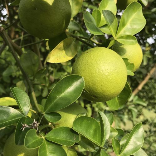 orange fruit fruit tree