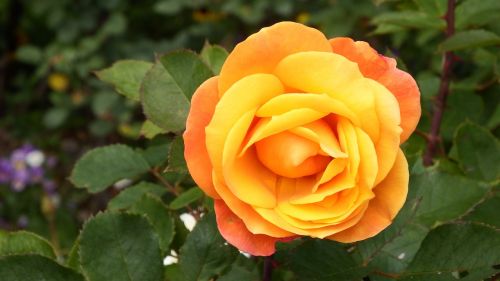 orange rose flower