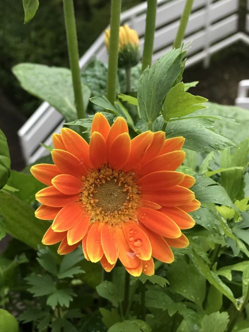 orange flower gerbera
