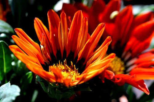 orange flowers midday flowers