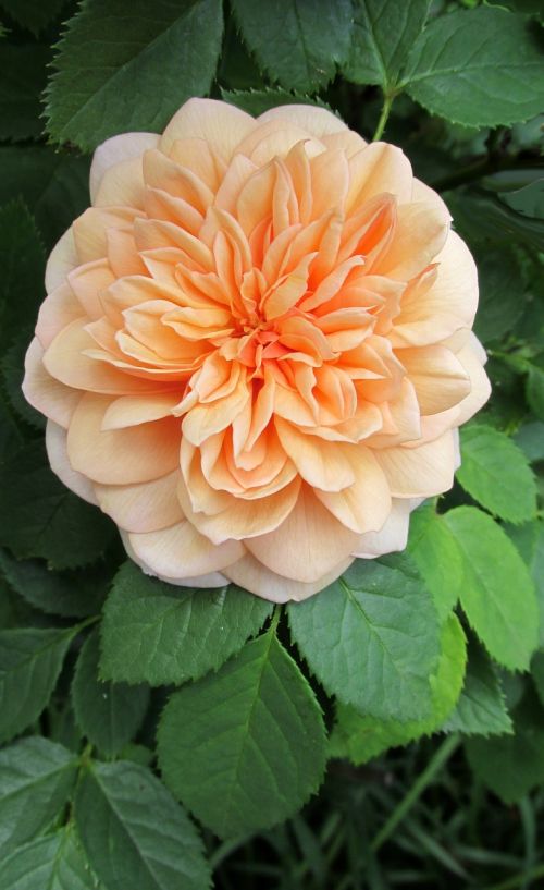 orange flower rose