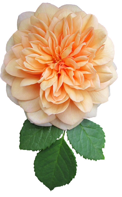 orange flower rose