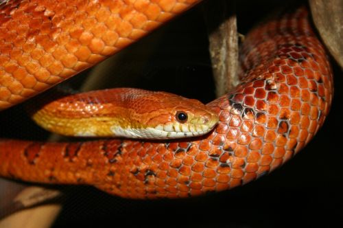 orange corn snake