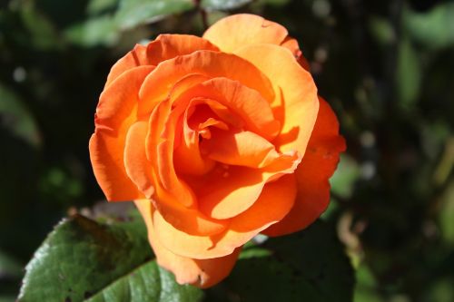 orange rose garden