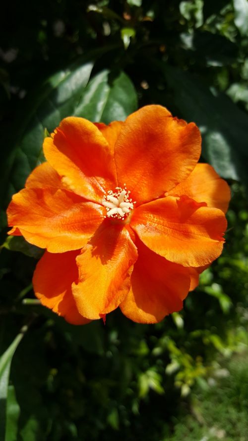 orange colours garden