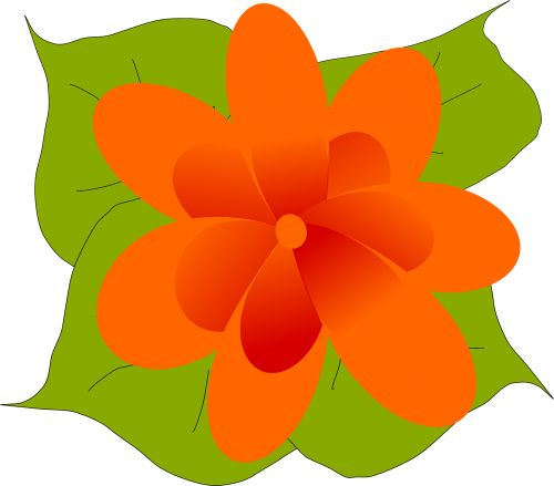 orange flower bloom