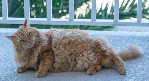 orange  feline  animal